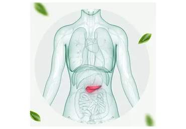 Здоровье поджелудочной железы (Ирина Потянова)