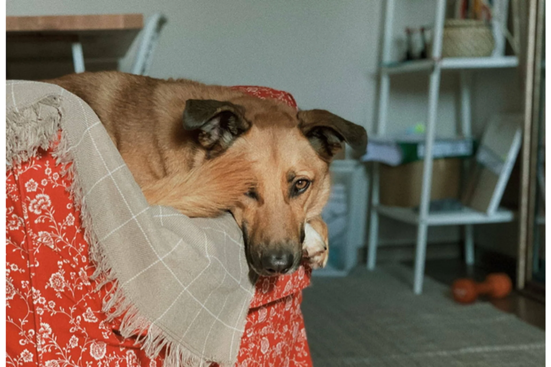 [Pi-Bo] Как научить собаку оставаться одной дома (Надя Пигарева, Оксана Тюльпинова), фото 1 из 1.