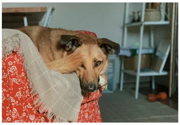 [Pi-Bo] Как научить собаку оставаться одной дома (Надя Пигарева, Оксана Тюльпинова)