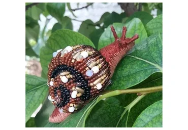 Улиточка (Ирина Якубова)