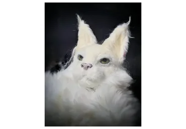 Кошачье танго (Анна Степанова)