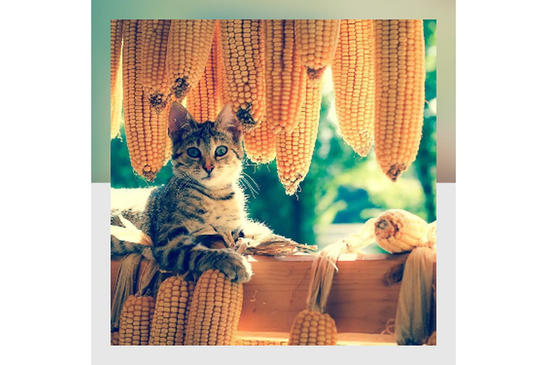 [Mitra-Varuna School] Накшатра Рохини. Глубокий анализ (Анна Ласточкина), фото 1 из 1.