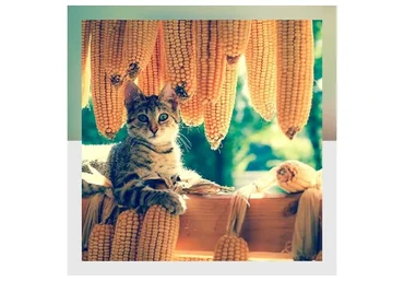 [Mitra-Varuna School] Накшатра Рохини. Глубокий анализ (Анна Ласточкина)