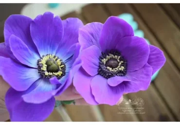 Анемон из холодного фарфора (Татьяна Карелина)