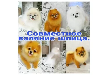 Валяние померанского шпица (feyaya1)