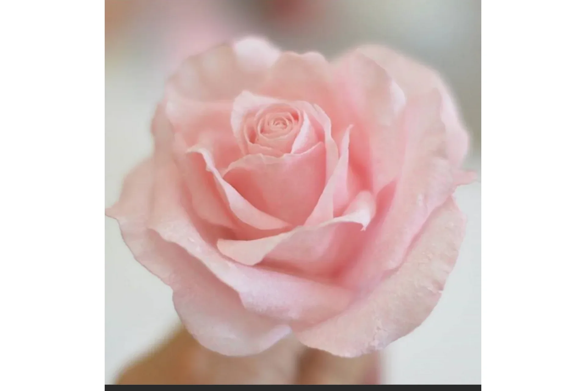 [ShyCakes School] Съедобный декор для торта, фото 1 из 1.