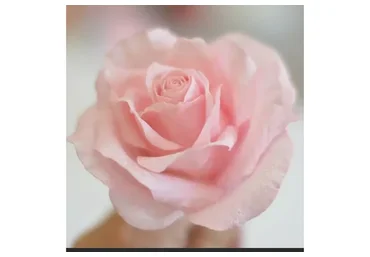 [ShyCakes School] Съедобный декор для торта