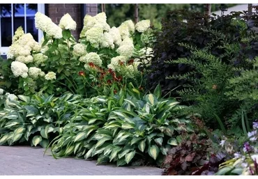 Готовые композиции из гортензий, спирей, дёрена и пузыреплодника (Наталья Мягкова)