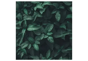 Онлайн-курс по гомеопатии для мам и пап (Ольга Калитеевская)