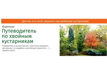 Путеводитель по хвойным кустарникам (Наталья Мягкова)