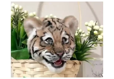 Силиконовая пасть хищника и закрывающиеся глаза (Екатерина Сосина)