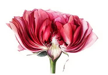 Ботаническая иллюстрация. Постер (Юлия Максимова)