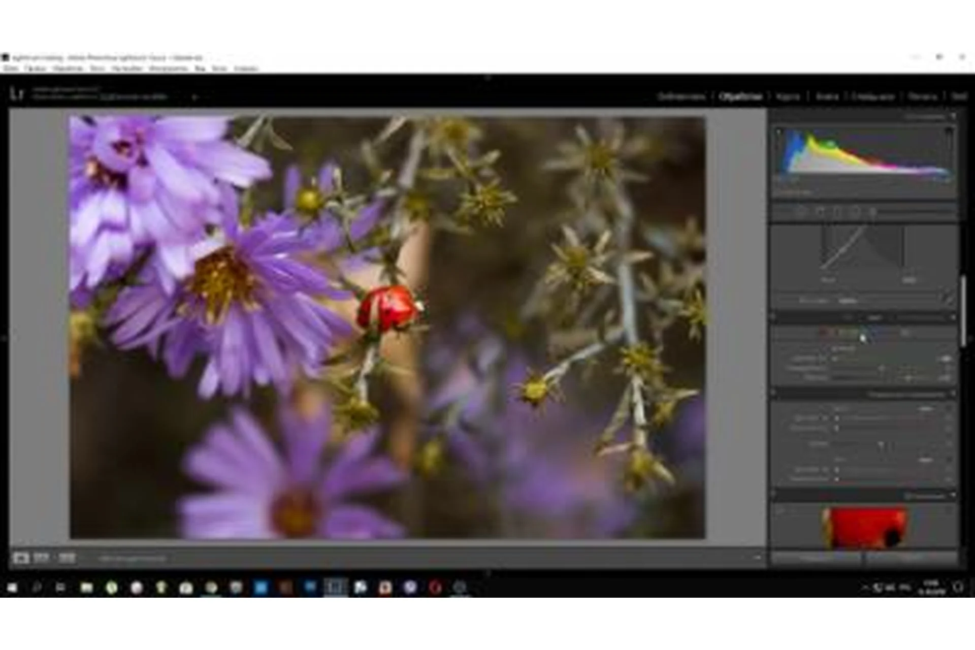 Красивые цвета без труда. Работа с цветом в Lightroom (Александра Калтыкова), фото 1 из 1.
