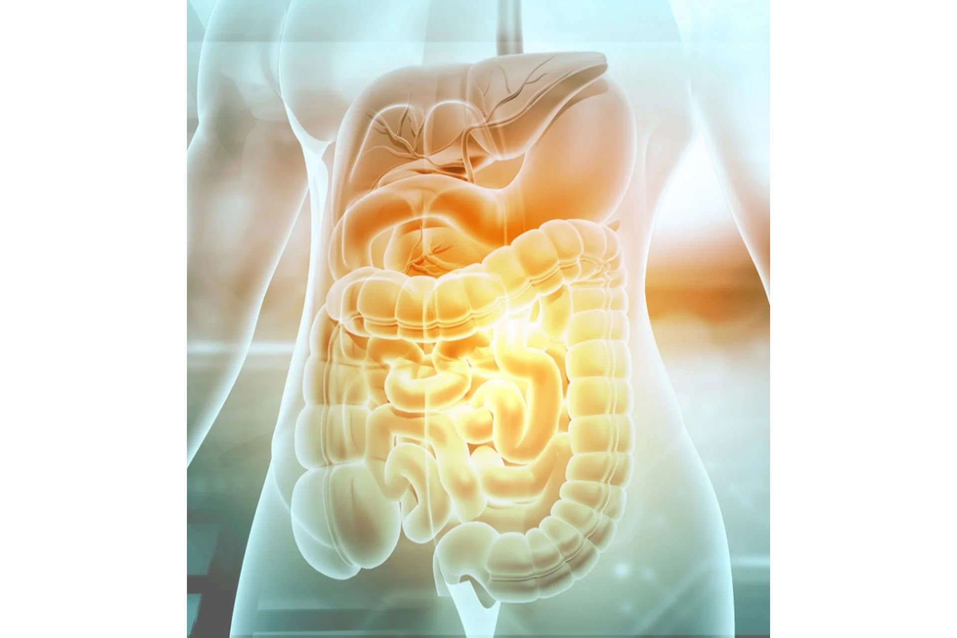 [Fantel] Восстановление желудочно-кишечного тракта (Антон Поляков), фото 1 из 1.