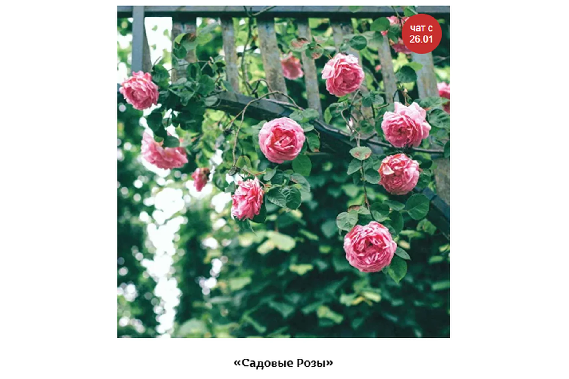 Садовые Розы (Кристианна Виниченко), фото 1 из 1.