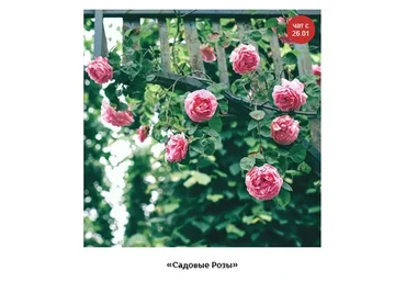 Садовые Розы (Кристианна Виниченко)