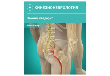 Мануальная терапия нервной ткани. Нейро-мио-фасциальные манипуляции. Нижний квадрант (Алекс Сапир)