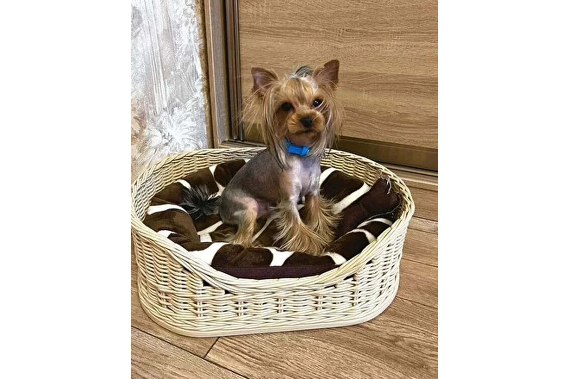 [Lozamaster] Лежанка для животных, фото 1 из 1.