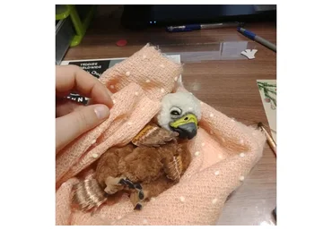 Орленок (Ирина Федячихина)