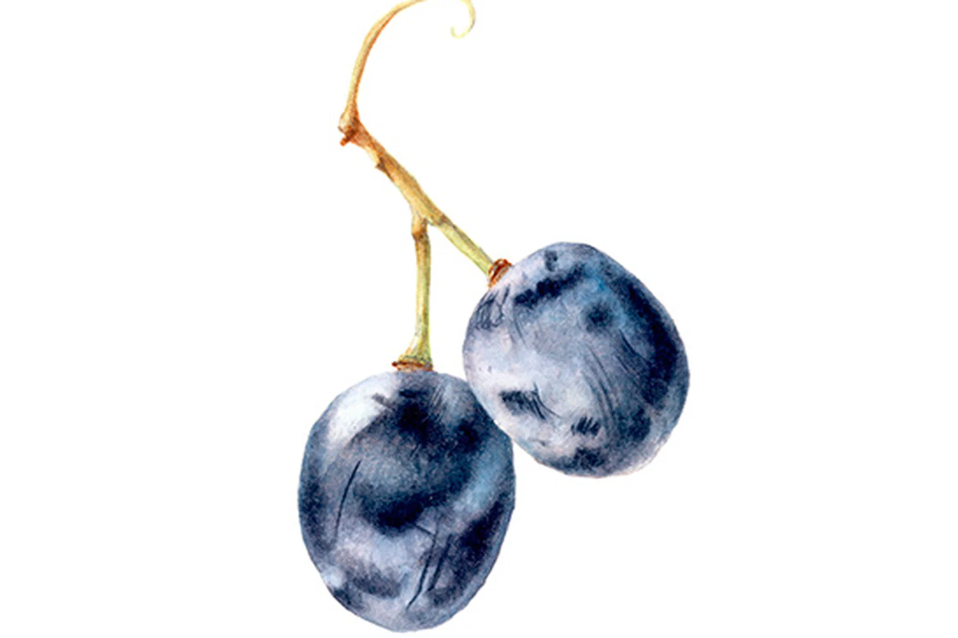 [Art-studio PaLe'tt] Создание налёта в ботанической живописи (Светлана Чернышева), фото 1 из 1.