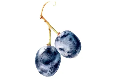 [Art-studio PaLe'tt] Создание налёта в ботанической живописи (Светлана Чернышева)