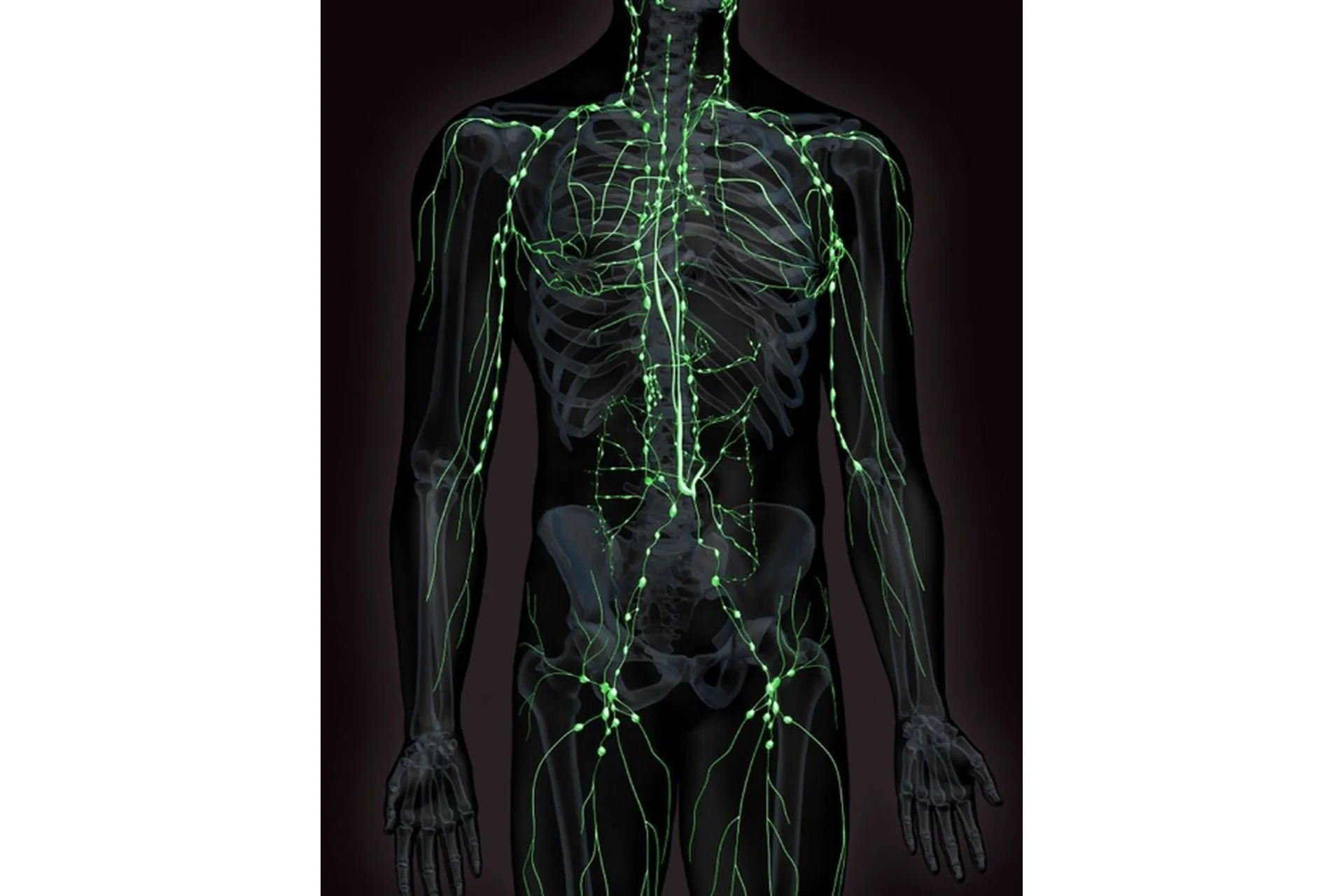 Чистая лимфа - крепкий иммунитет. Тариф Эффективный (Светлана Калмыкова), фото 1 из 1.