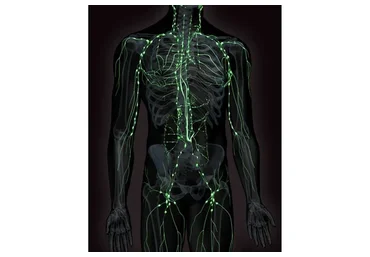 Чистая лимфа - крепкий иммунитет. Тариф Эффективный (Светлана Калмыкова)