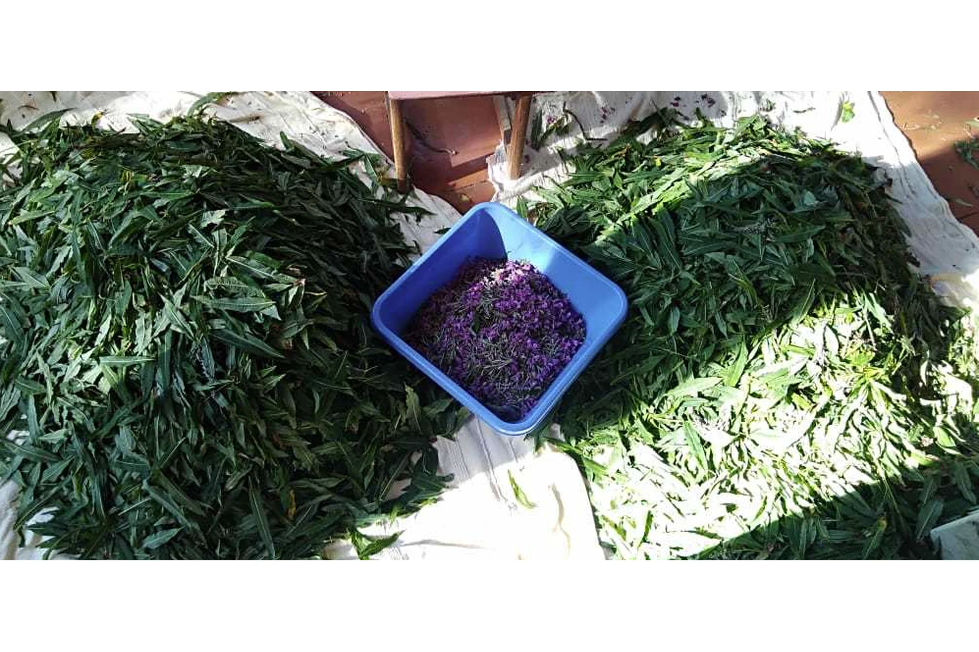 Основы травничества 2.0. Тариф Всё сама  (Ольга Спиридонова, Ольга Дзюбан), фото 1 из 1.