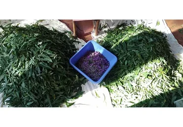 Основы травничества 2.0. Тариф Всё сама  (Ольга Спиридонова, Ольга Дзюбан)