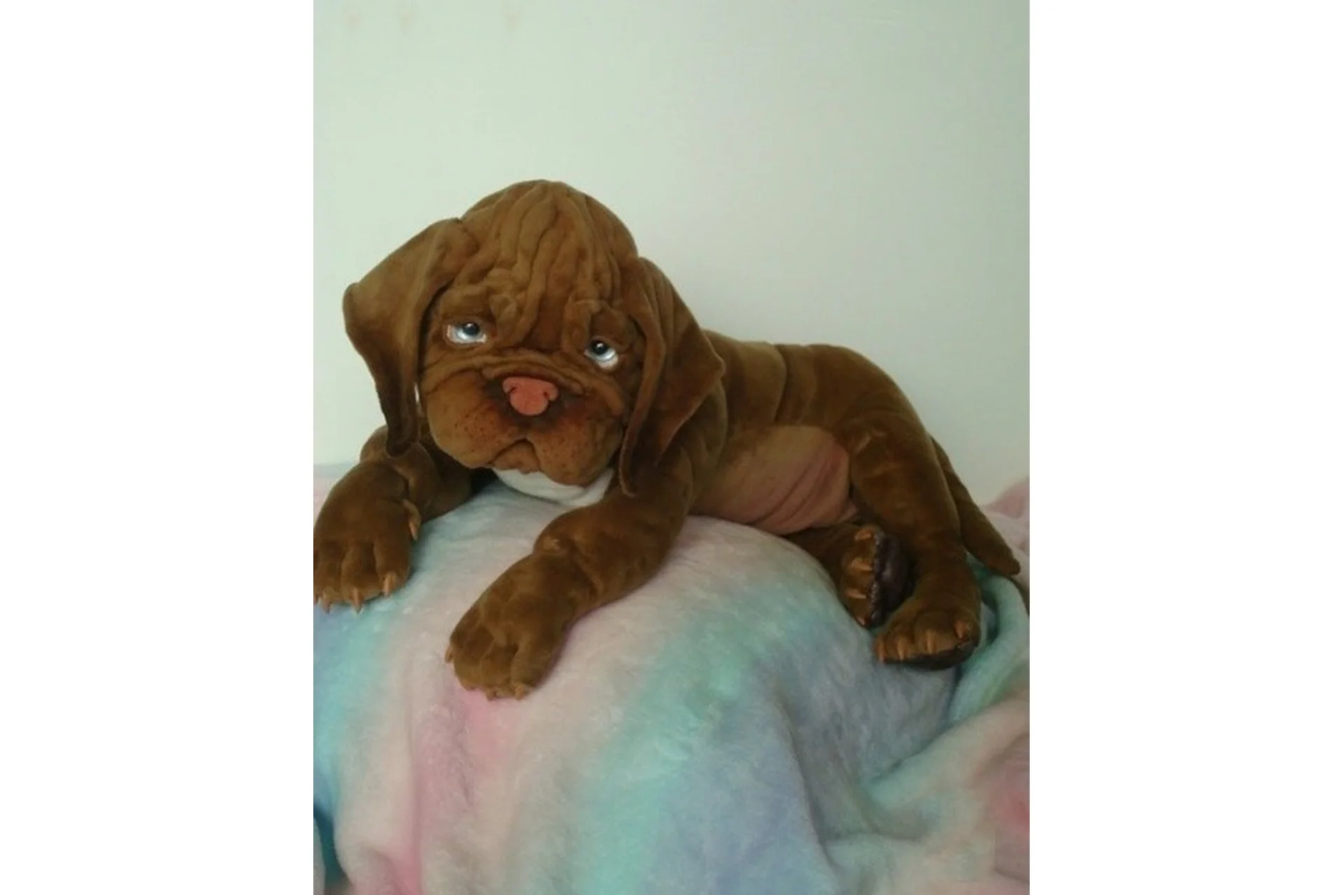 Щенок Бордосского дога (Ольга Агеенкова), фото 1 из 1.