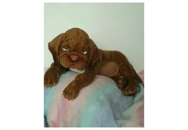 Щенок Бордосского дога (Ольга Агеенкова)