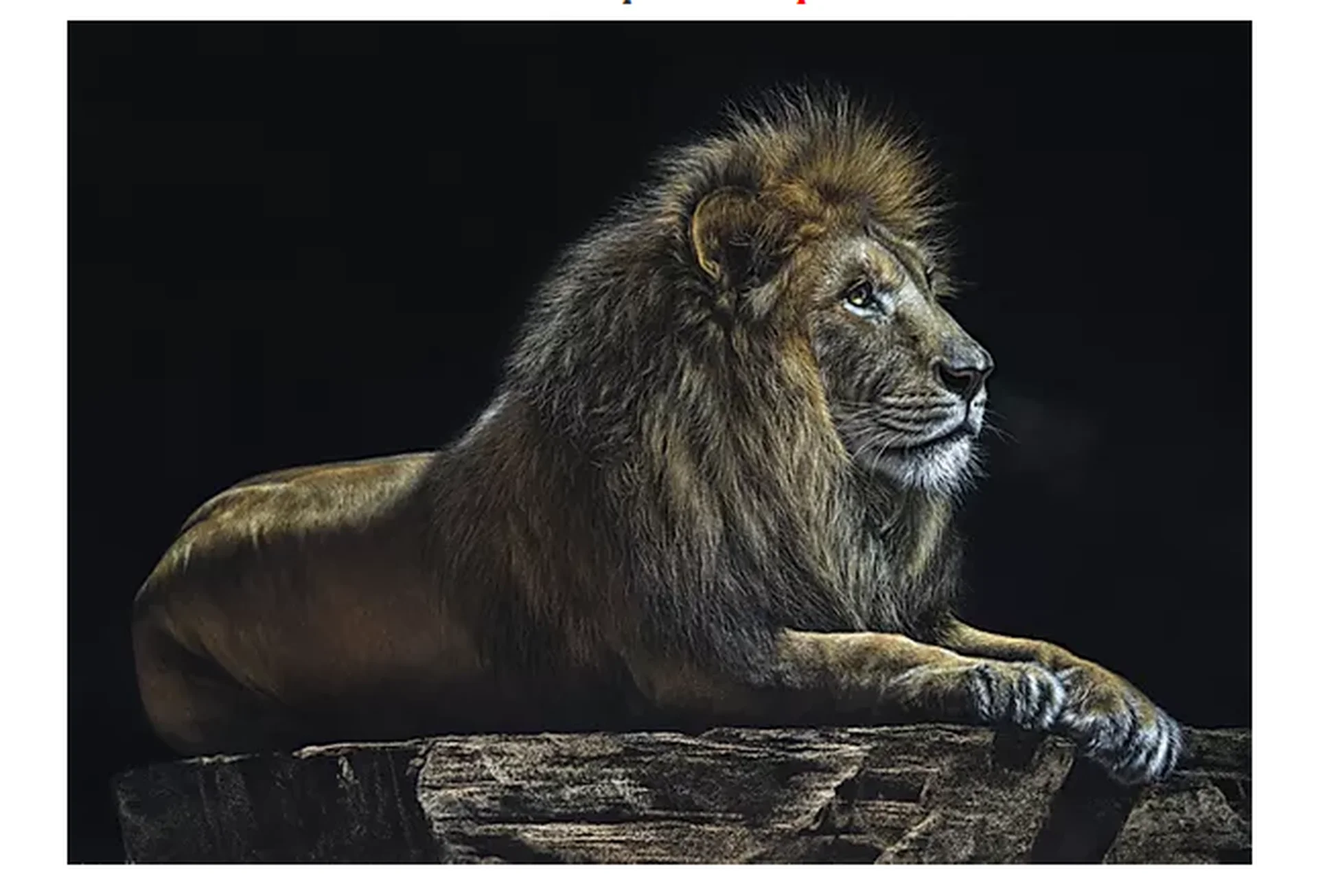 Пастельная живопись. Лев. Кошачьи (Юлия Дубинина), фото 1 из 1.