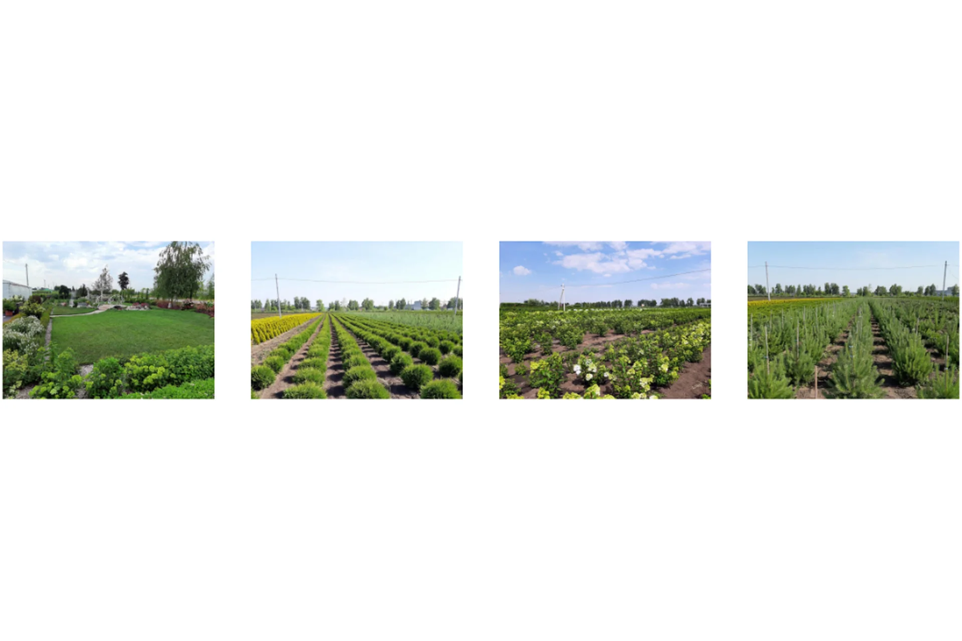 [АППМ] Первые шаги к созданию садового центра (Вера Глухова), фото 1 из 1.