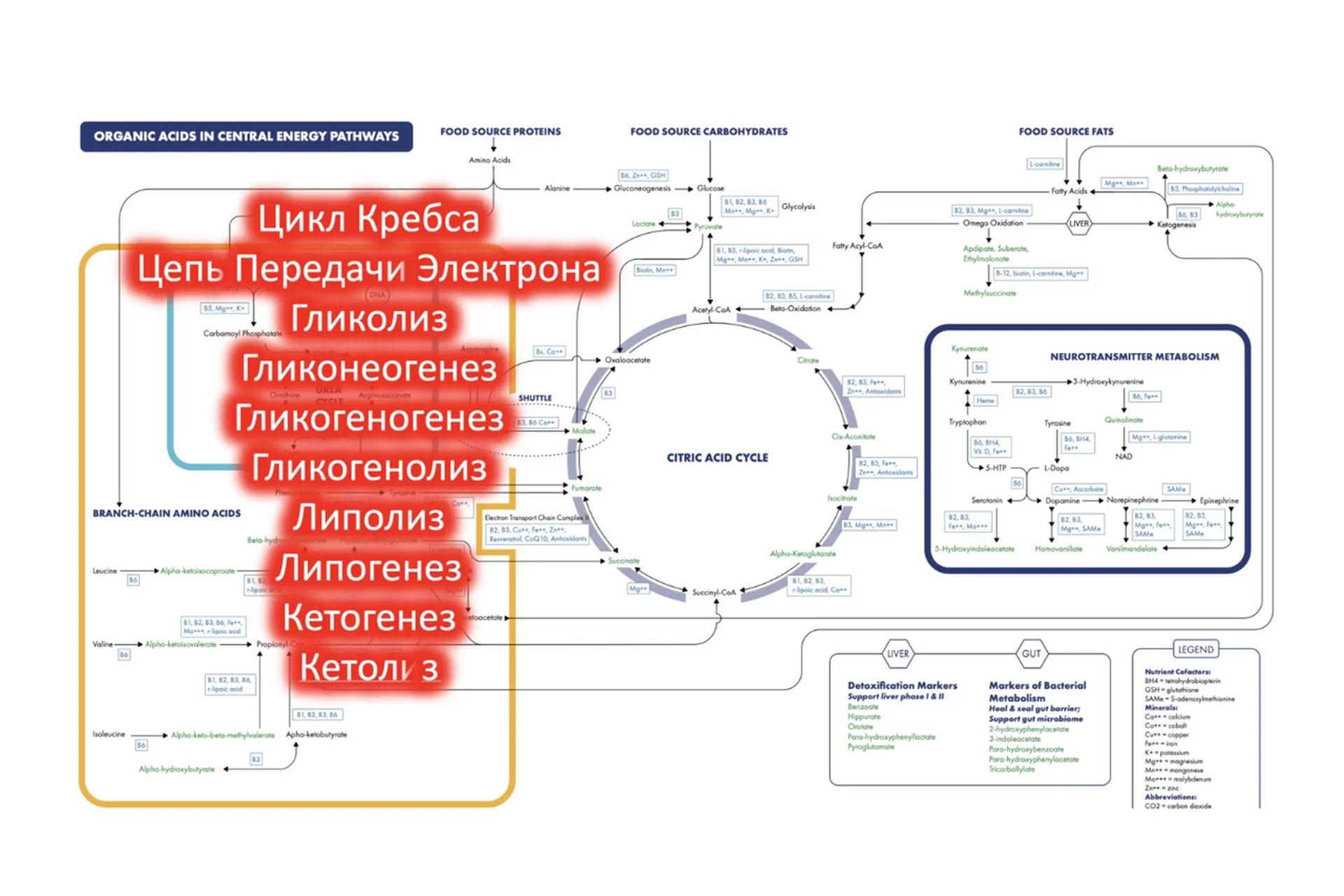 Базисные процессы получения энергии (Андрей Лобузнов), фото 1 из 1.