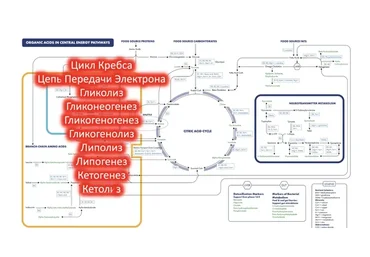 Базисные процессы получения энергии (Андрей Лобузнов)