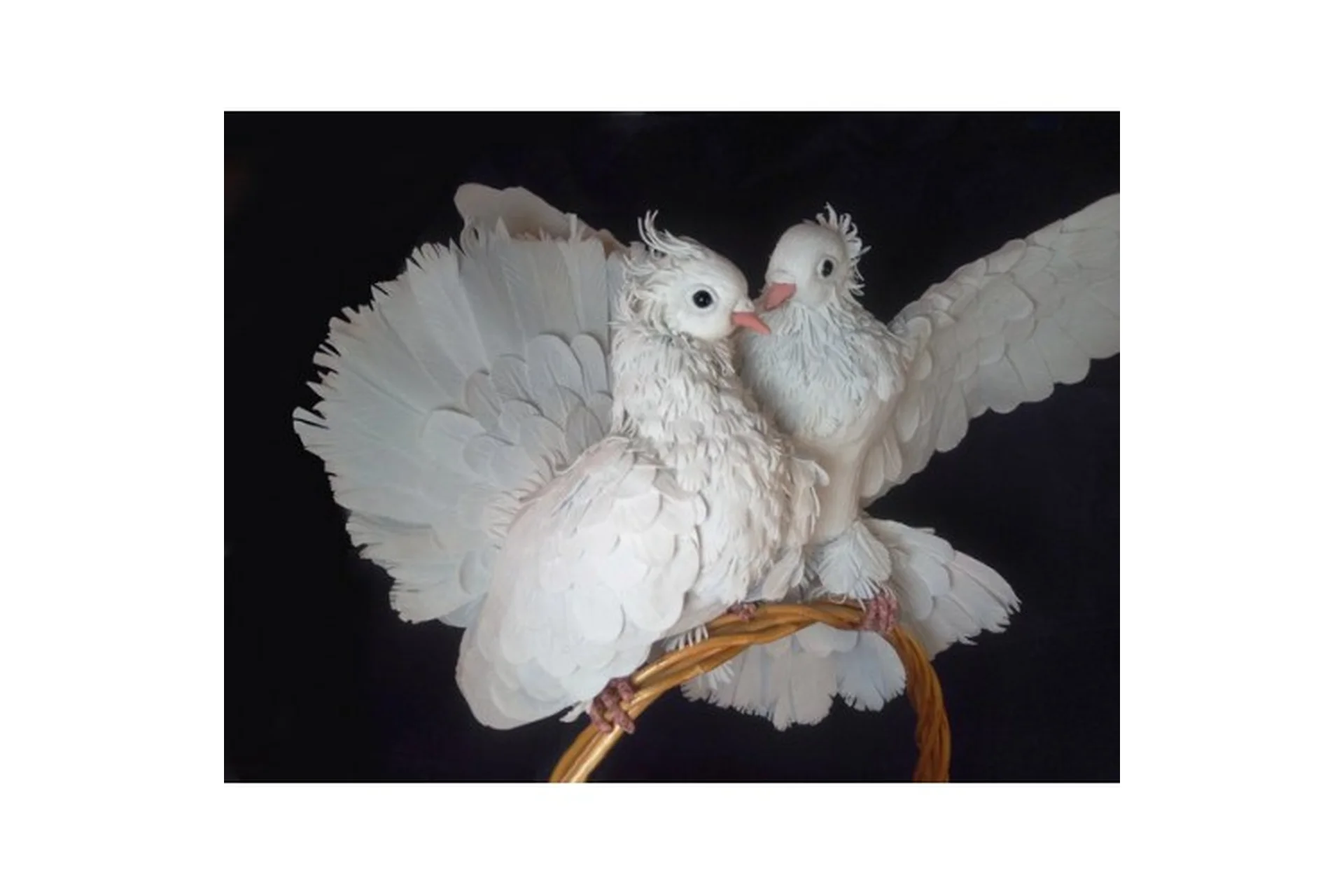 Свадебные голуби (Татьяна Шмелева), фото 1 из 1.