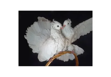 Свадебные голуби (Татьяна Шмелева)