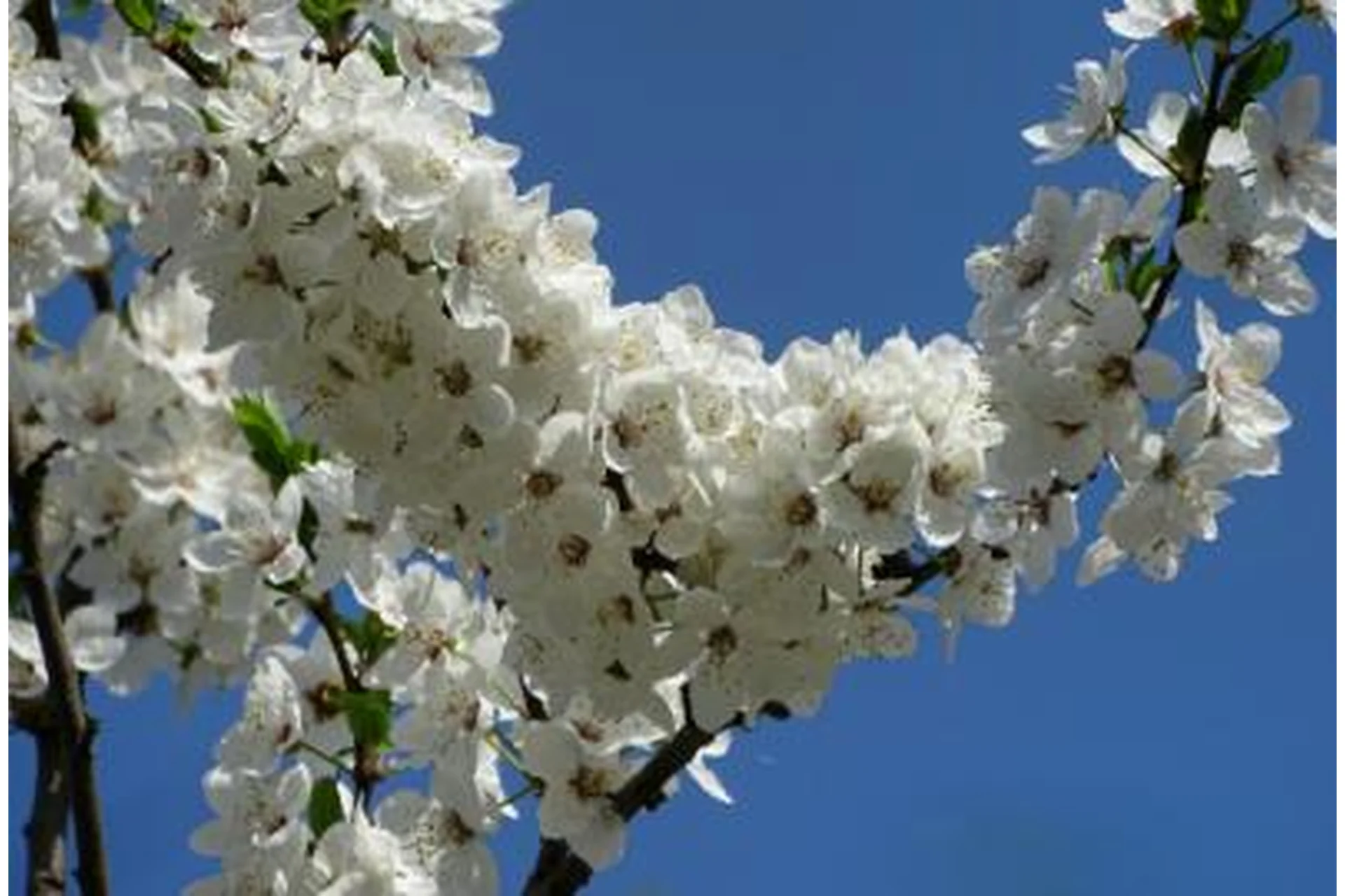 Весеннее цветение: Сердечный и маточный центр (Светлана Сотникова), фото 1 из 1.