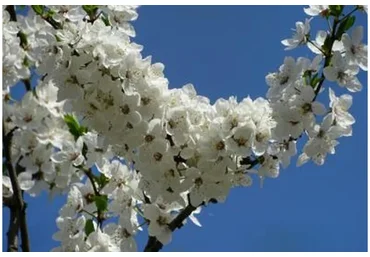 Весеннее цветение: Сердечный и маточный центр (Светлана Сотникова)