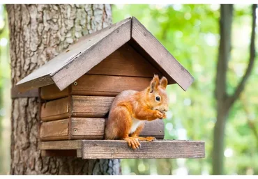 Баланс: дом и дело (Елена Веселаго)