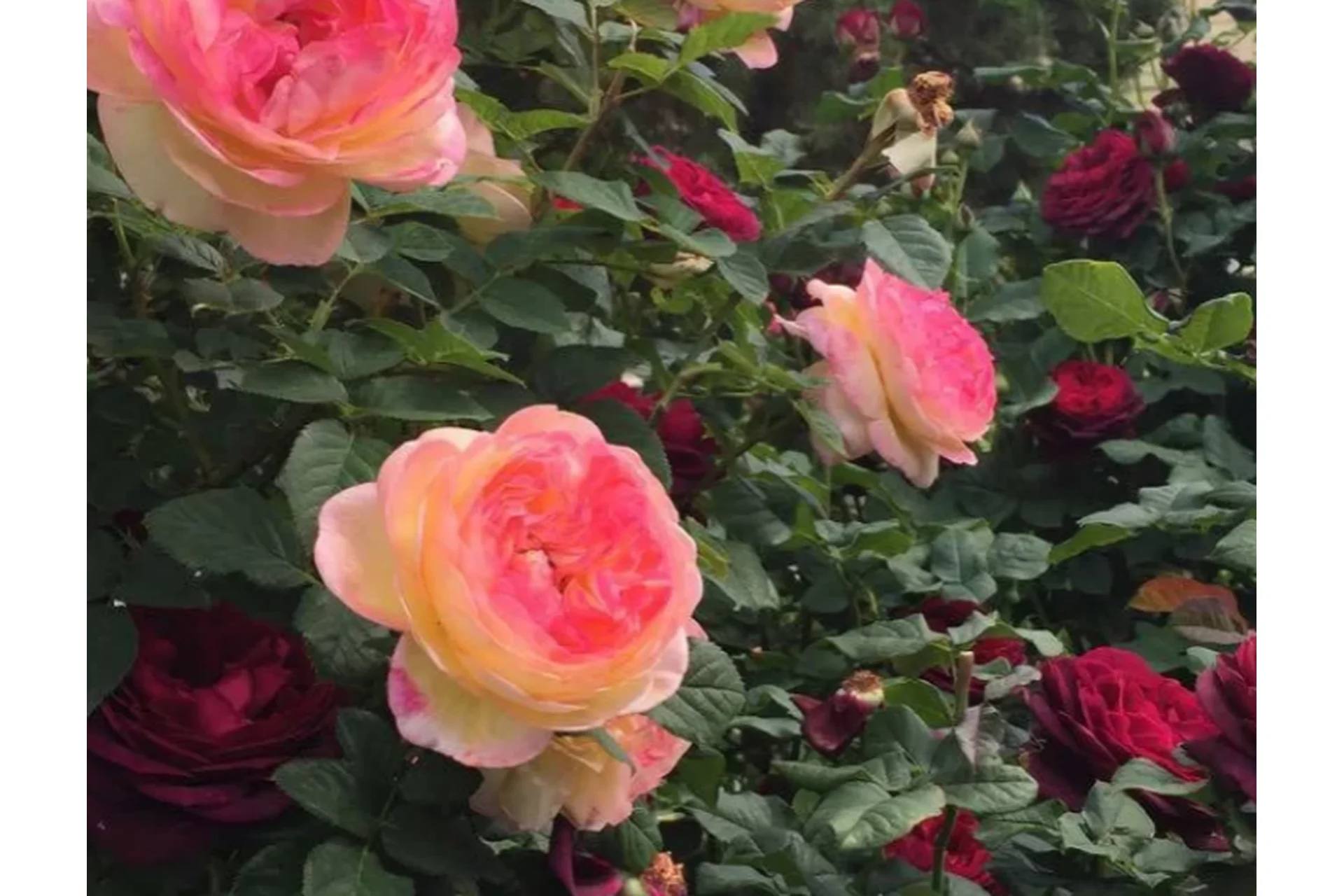 Полный курс «Розовый сад легкого ухода» (Елена Демьянчук), фото 1 из 1.