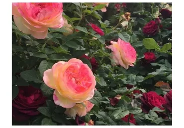 Полный курс «Розовый сад легкого ухода» (Елена Демьянчук)