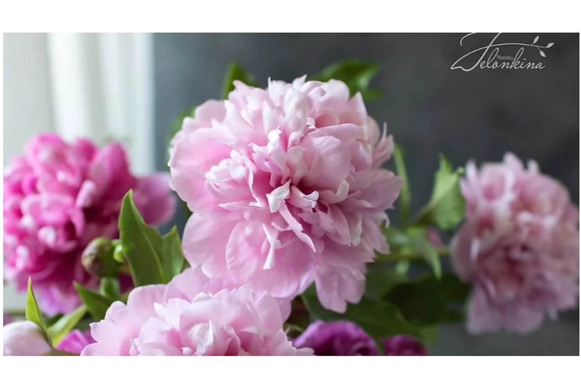 Пион Сара Бернар (Наталья Желонкина), фото 1 из 1.