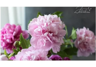 Пион Сара Бернар (Наталья Желонкина)