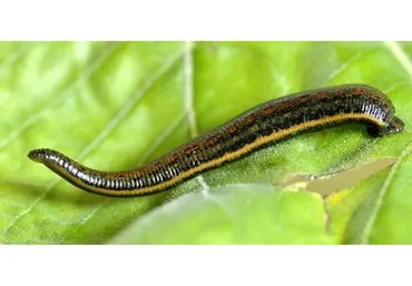 Курс обучения постановки себе пиявок с нуля. Вебинары (Наталья Панкина)