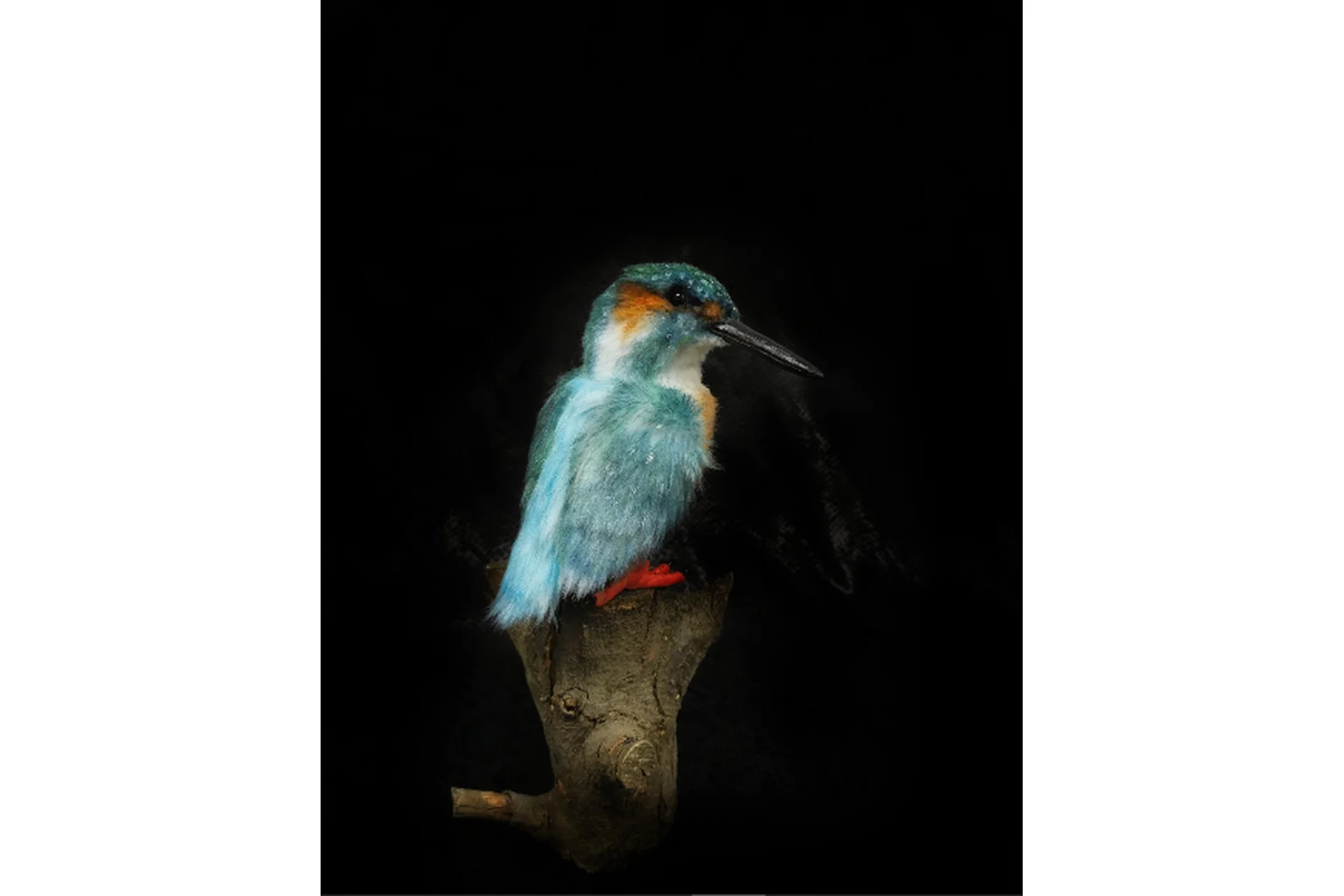 Зимородок в стиле натюр. Полное погружение (Татьяна Белоусова), фото 1 из 1.