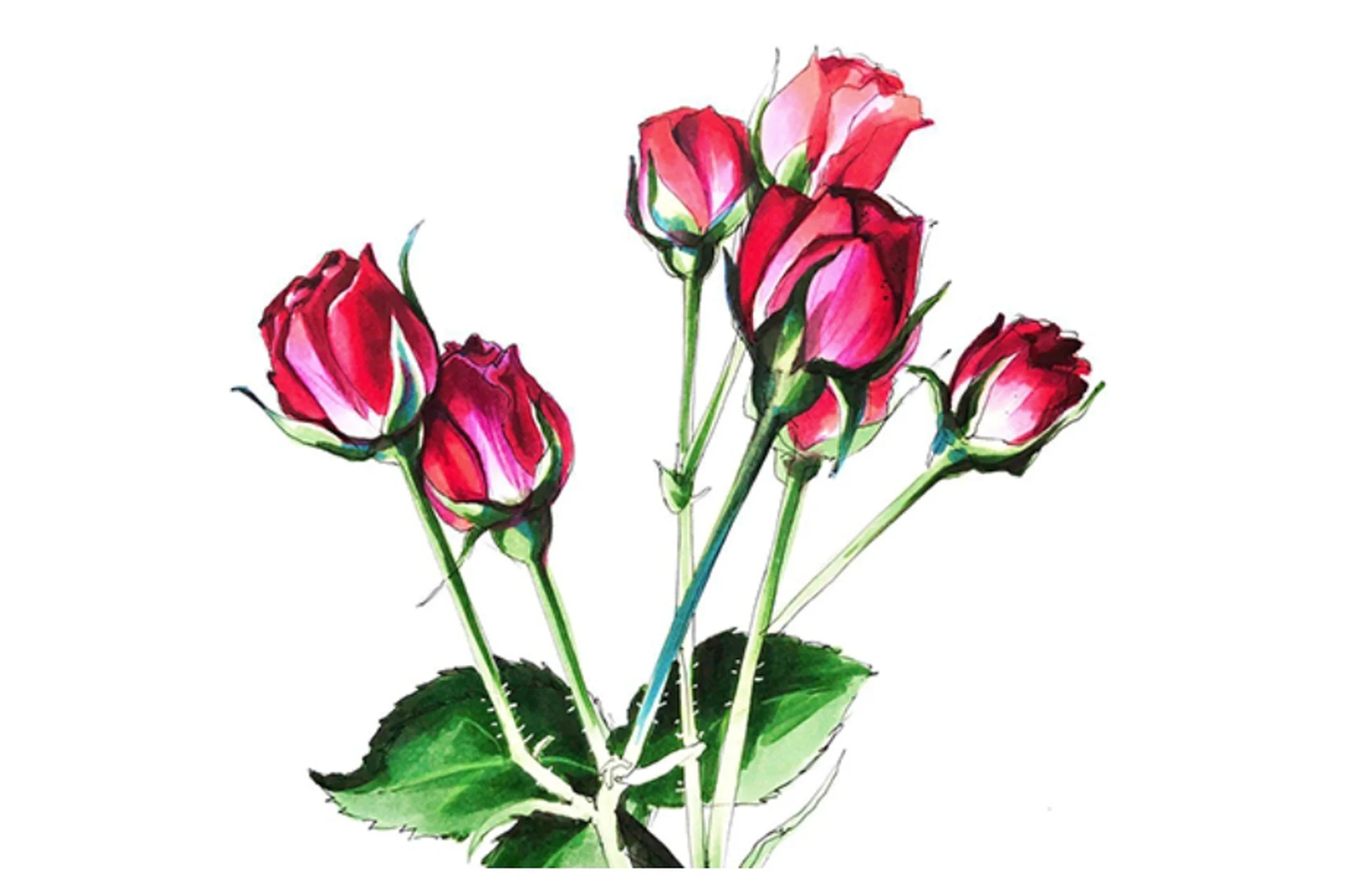 Скетчбук 2.0. Ботанические зарисовки (Анна Расторгуева), фото 1 из 1.