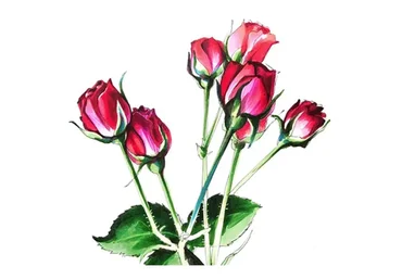 Скетчбук 2.0. Ботанические зарисовки (Анна Расторгуева)