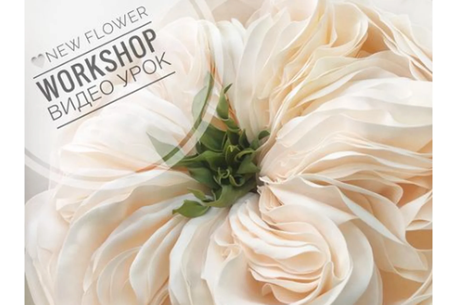 [Chloe_decor] Пионовидная роза сорт «Charity» (Влада), фото 1 из 1.