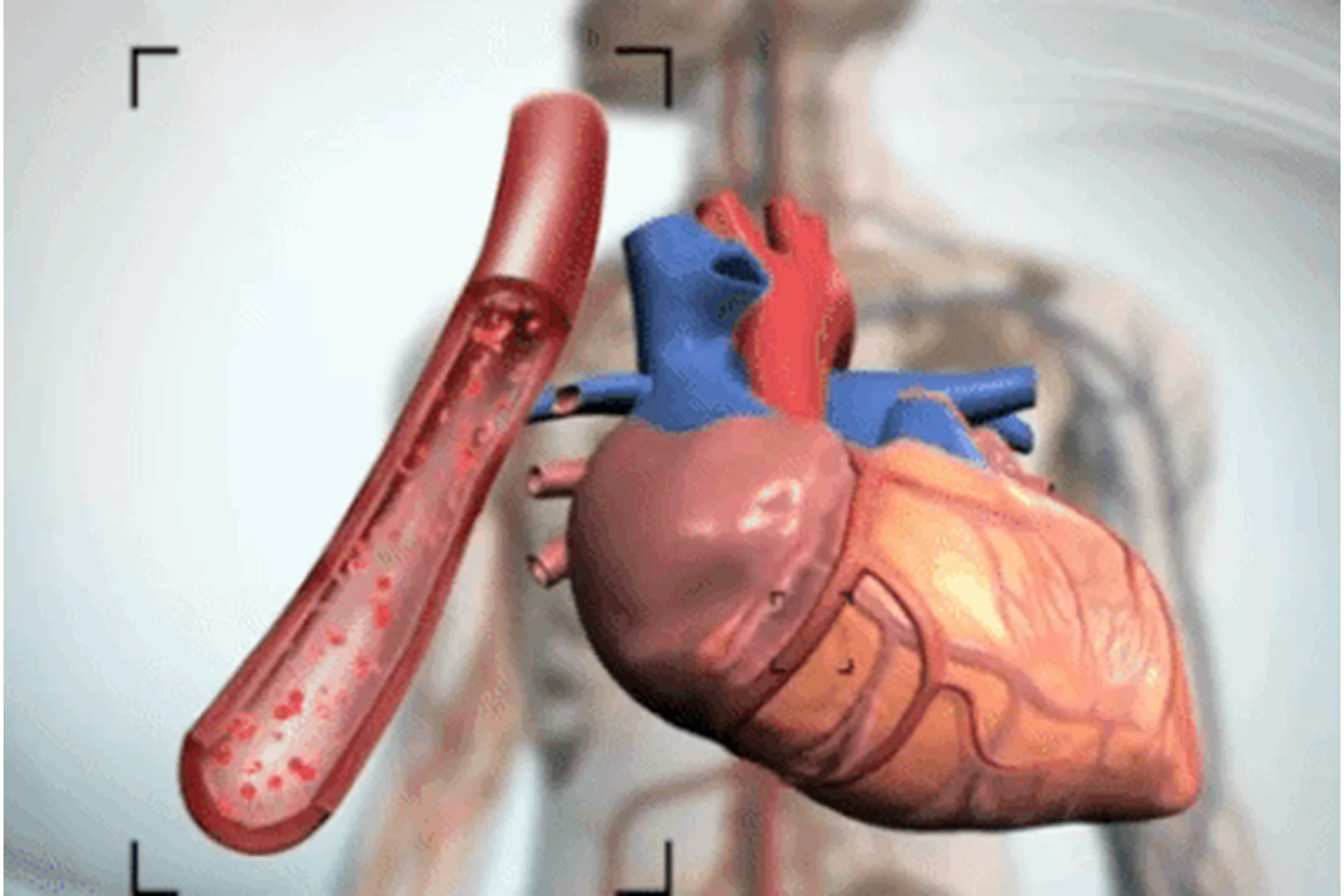 Антистарение сердца и сосудов (Михаил Батин), фото 1 из 1.